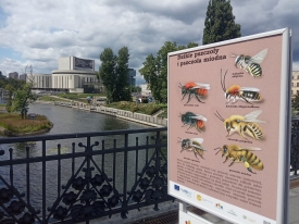 Bydgoszcz kreuje się na miasto przyjazne pszczołom