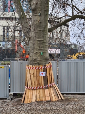 Bydgoszcz nadal nie wdrożyła standardów dotyczących ochrony drzew. Aktywiści przypominają o tym w Walentynki