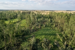 Zniszczony las w Sośnie