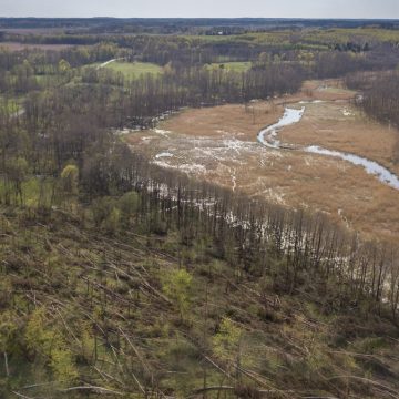 Powalone drzewa, wylewająca rzeka – to pozostałości po sierpniowych nawałnicach (wideo)