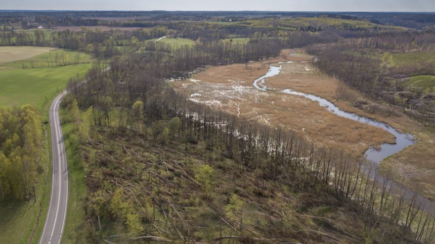 Powalone drzewa, wylewająca rzeka – to pozostałości po sierpniowych nawałnicach (wideo)