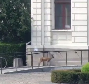 Sarenka odwiedziła Stary Rynek