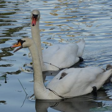 946039788547b7b90b234ac1207db55f Łabędzie opuściły gniazdo – nagraliśmy rodzinie film