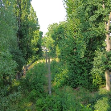 66d44a01a658c2f1bec4d7bf3cab16d3 W miejscu gdzie kiedyś znajdowały się tory na Babią Wieś dzisiaj rosną krzaki