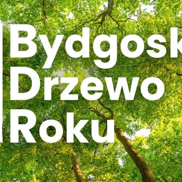 50da761e55265e0a80ed7be5898aa051 Ruszyło głosowanie na Bydgoskie Drzewo Roku