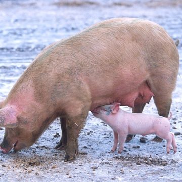 Wojewoda znosi obostrzenia związane z afrykańskim pomorem świń. Unijne pozostaną dłużej