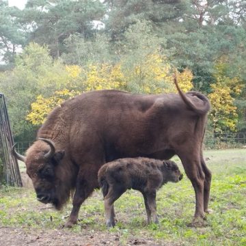 Na świat przyszła zubrzyca białowieska