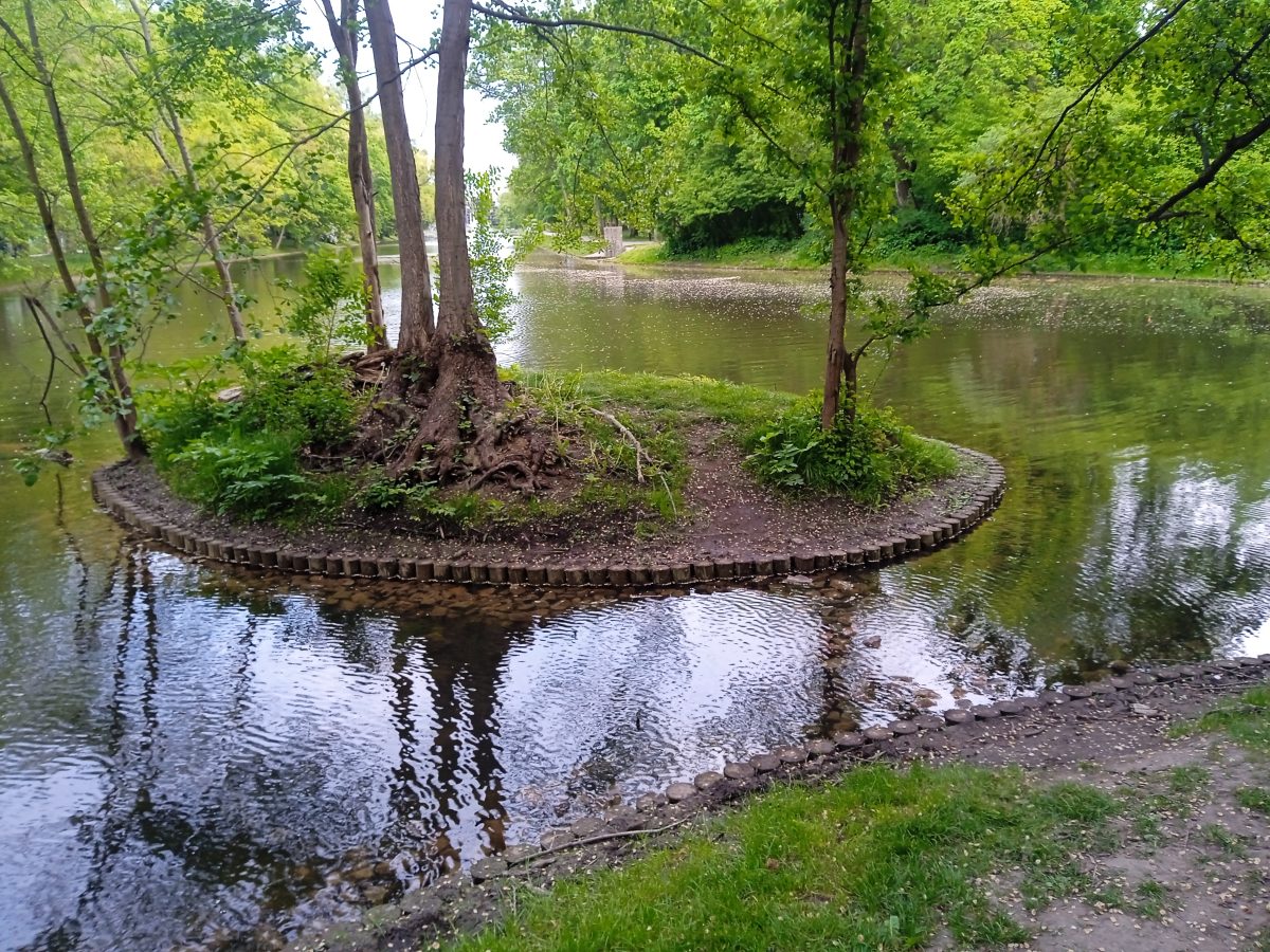 Łabędzie próbowały złożyć jaja nad Kanałem Bydgoskim, ale ludzie robili wszystko, aby je przepędzić 1747240660276