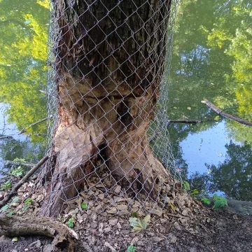 Stary Kanał Bydgoski boryka się z bobrami i osuwiskami