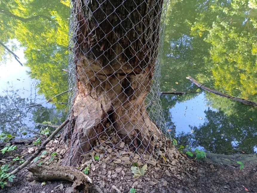 IMG_20250714_171633 Stary Kanał Bydgoski boryka się z bobrami i osuwiskami