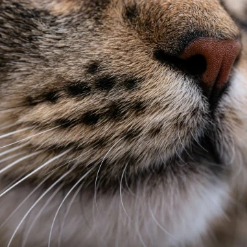 19 (1) Czym jest „zmęczenie wąsów” u kota i jaką miskę wybrać, aby mu zapobiec?