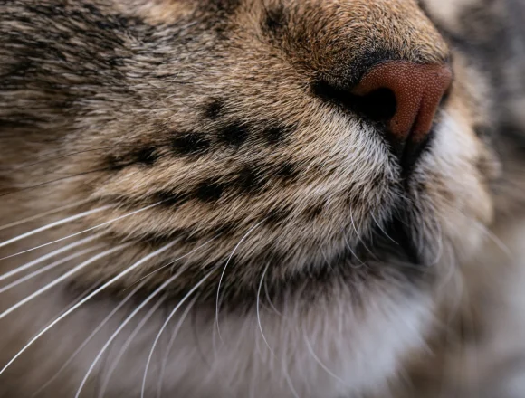 19 (1) Czym jest „zmęczenie wąsów” u kota i jaką miskę wybrać, aby mu zapobiec?