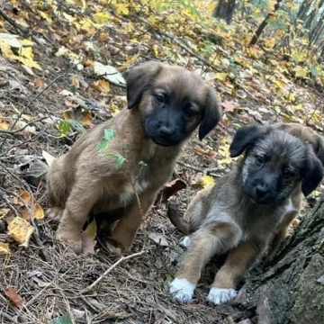 145-421003 Porzuciła szczeniaki w lesie. Grozi jej nawet więzienie