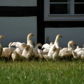 Samorząd wojewódzki promuje gęsinę, ale nie zaliczamy się do jej najważniejszych producentów