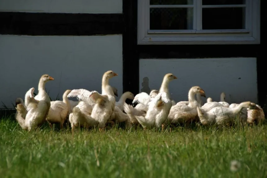 DSC_0648-1024x683 Samorząd wojewódzki promuje gęsinę, ale nie zaliczamy się do jej najważniejszych producentów