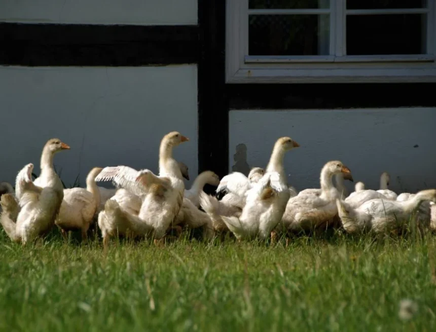 DSC_0648-1024x683 Samorząd wojewódzki promuje gęsinę, ale nie zaliczamy się do jej najważniejszych producentów