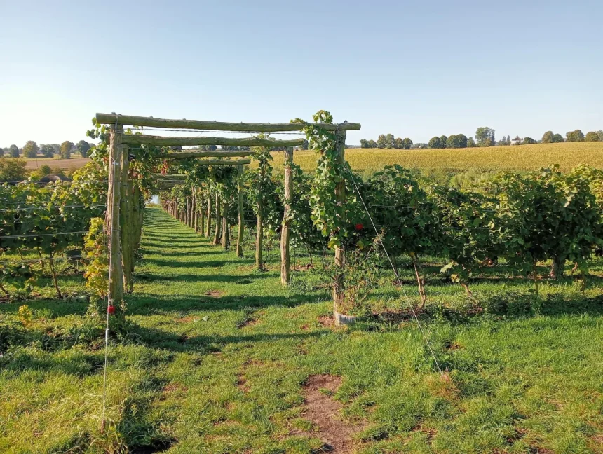 f5f9db7c-9b4c-433a-8e8a-c11a78dba578 Zmienia się klimat. Polska staje się krajem wina