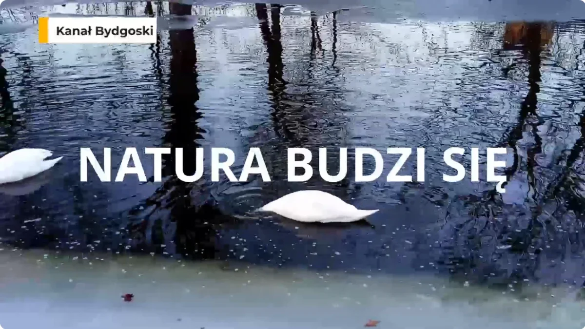 Screenshot 2026-03-02 at 13-26-50 natura budzi sie – YouTube