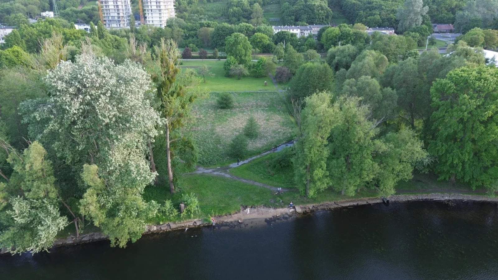 Od razu wielka wycinka w Parku Centralnym nie ruszy